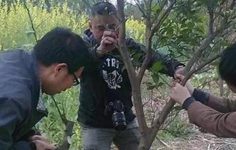 柑橘秋季高接换种技术（柑橘高位嫁接技术）