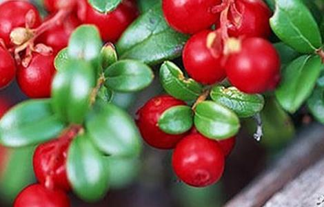 蔓越莓生长环境 蔓越莓生长环境条件