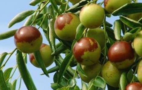 冬枣的田间管理技术 枣树的田间管理