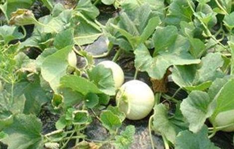 甜瓜化瓜原因及防治方法(甜瓜化瓜原因及防治方法图片)