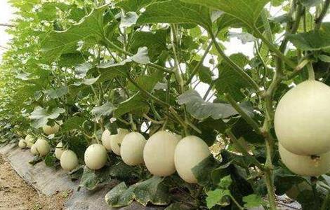 甜瓜化瓜 化瓜原因 防治方法