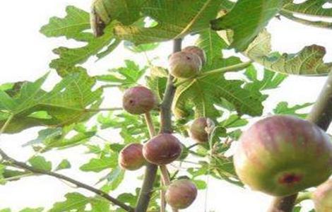 无花果徒长怎么办（无花果不长了怎么办）