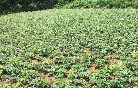 覆盆子栽培技术(覆盆子栽培技术及病虫害防治)