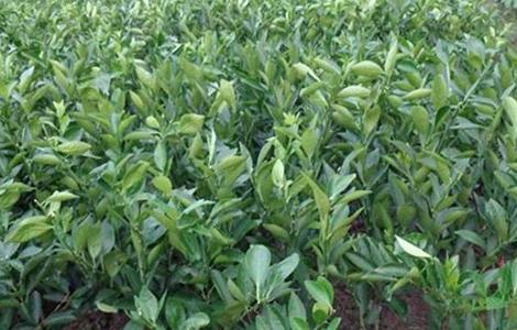 贡柑的种植注意事项 贡柑的种植注意事项和禁忌