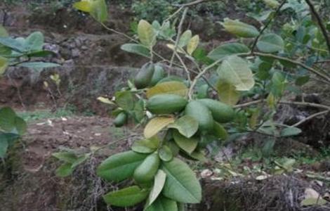香水柠檬种植技术（广东香水柠檬种植技术）