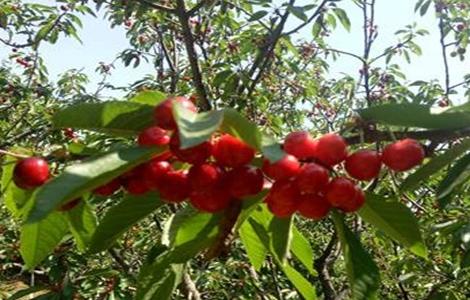 樱桃无公害施肥技术（樱桃施肥管理技术）