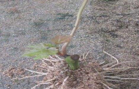 葡萄根系生长环境（葡萄根系生长有哪些特点）