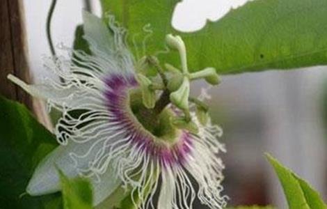 百香果不开花原因 百香果不开花原因分析