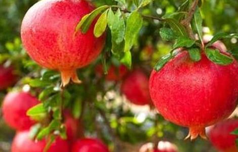 石榴采摘后如何保存（石榴采摘后如何保存好）