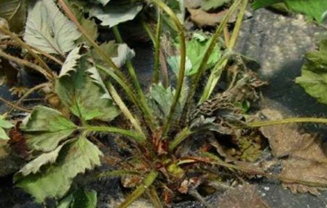 草莓青枯病防治方法（草莓青枯病防治方法视频）