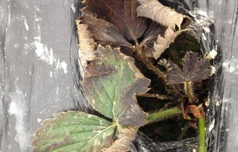 草莓肥害原因及补救措施（草莓肥害原因及补救措施视频）