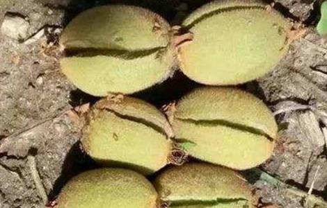 猕猴桃裂果原因及防治措施(猕猴桃腐烂病的防治方法)