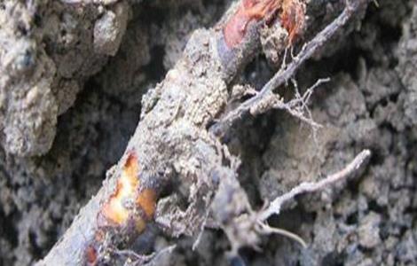 果树烂根原因及防治措施（果树烂根最好的处理方法）