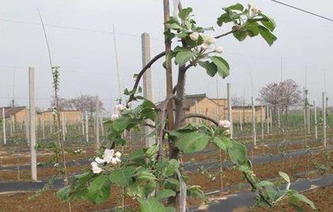 苹果夏季管理技术(苹果冬季管理技术)