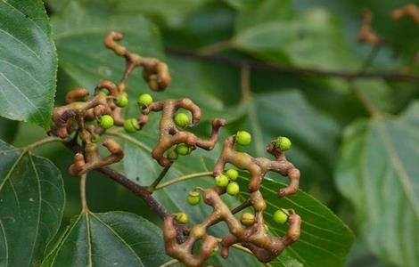 拐枣田间管理技术（拐枣树的种植方法和管理）