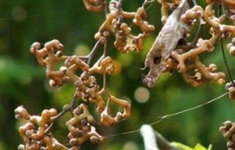 拐枣种植高产措施 拐枣种植高产措施和方法