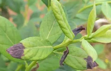 蓝莓常见的病毒性病害防治方法 蓝莓病害大全图谱