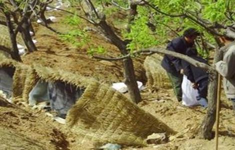 板栗施肥技巧 板栗施肥技巧与方法