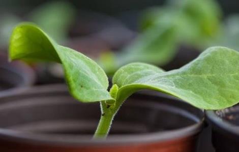 西瓜嫁接技术（西瓜嫁接技术详细图解）