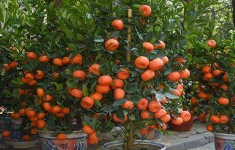 年桔的种植技术 年桔的种植技术和管理