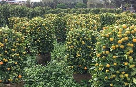 年桔早衰原因及预防措施 桔子衰退病是怎样