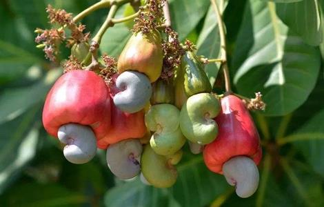 腰果生长环境 腰果生长环境条件