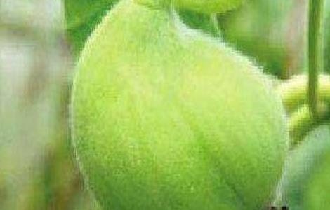 甜瓜歪瓜原因及防治措施 甜瓜化瓜原因是什么,该如何进行防止?