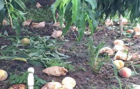 水蜜桃落果原因及防治方法 水蜜桃落果原因及防治方法图片