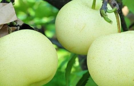 水晶梨种植技术（水晶梨种植技术与管理）
