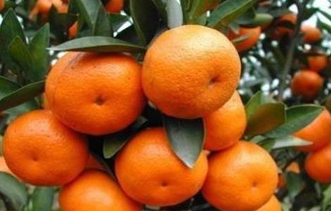 如何促进沙糖桔早熟（如何促进沙糖桔早熟发芽）
