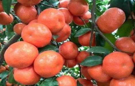 砂糖桔着色期管理要点（砂糖桔着色期是几月份）