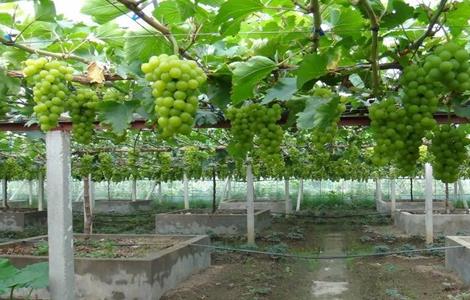 阳光玫瑰葡萄多少钱一斤（阳光玫瑰葡萄多少钱一斤2022）