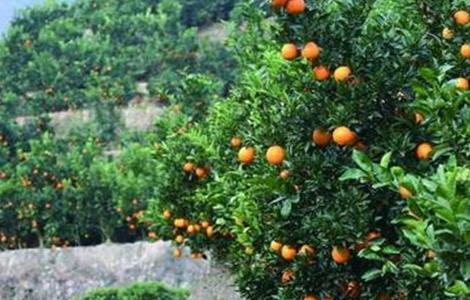 橙子保花保果技术（橙子如何保花保果）