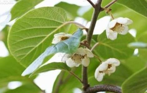 如何辨别猕猴桃雌雄株（如何辨别猕猴桃雌雄株图片）