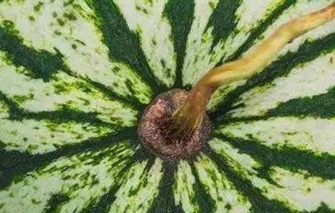 西瓜多少天成熟(西瓜多少天成熟多少天摘果图片)