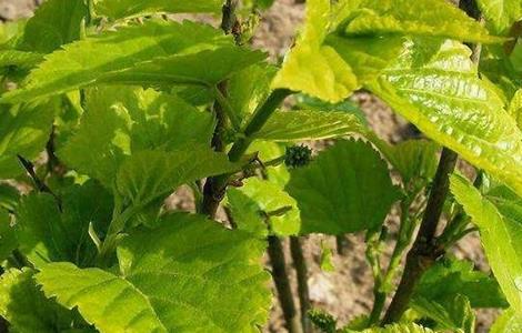 桑葚种植技术（桑葚种植技术及条件）