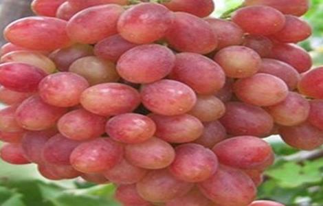 葡萄种类有哪些 葡萄种类有哪些?