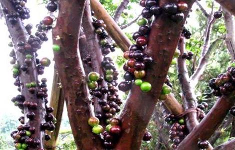 嘉宝果市场价格（嘉宝果批发价）