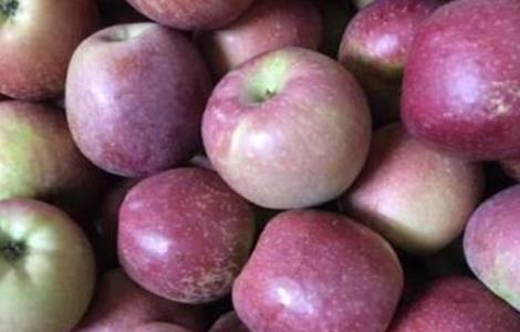 口感最好的苹果品种 口感最好的苹果品种是什么