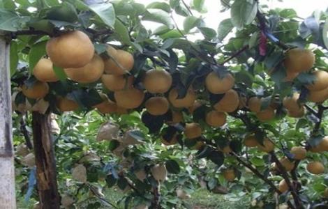 黄晶果的种植技术 黄晶果种植技术和规格