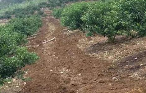 沃柑施肥管理技术（沃柑肥料管理）