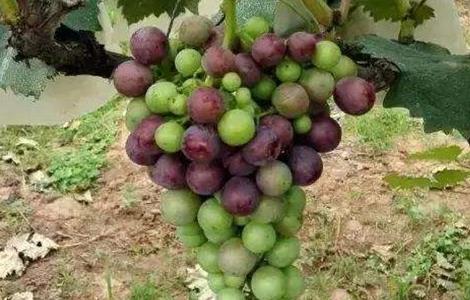 影响葡萄上色的因素 影响葡萄上色的因素是什么