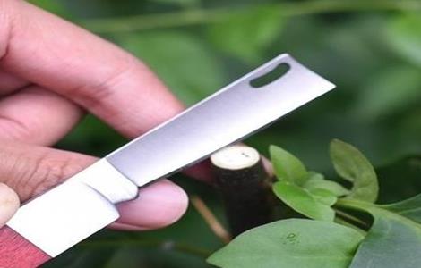 果树嫁接时间与方法 果树嫁接时间和方法