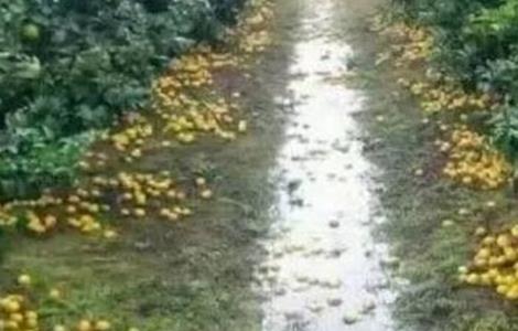 柑橘采收前落果怎么办（柑橘采前落果的原因）