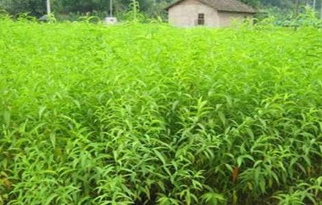 果树苗木的实用繁殖方法（果树苗木的实用繁殖方法图片）