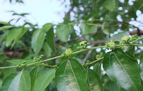 枣树开花不结果的原因（枣树开花不结果的原因是什么）