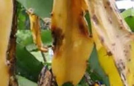 火龙果枯萎病的防治方法 火龙果枯萎病的防治方法是什么