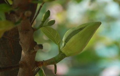 菠萝莓不开花原因及解决方法（菠萝莓不开花原因及解决方法视频）