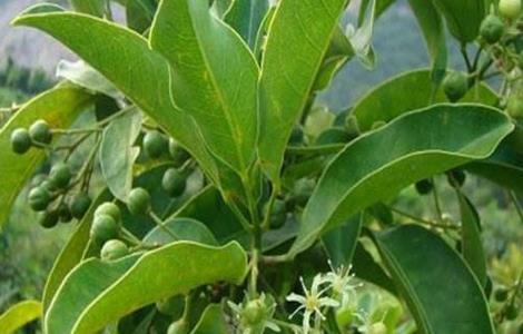 山竹怎么养才会结果（自己种的山竹能结果吗）