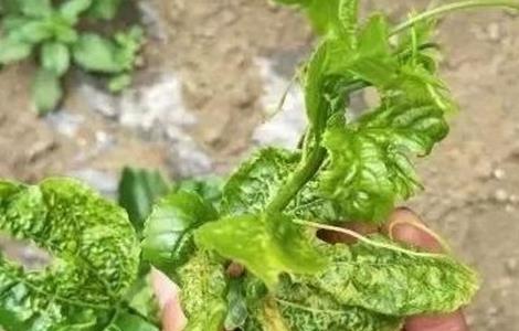 百香果怎么修剪才开花(百香果怎么修剪才开花图片)